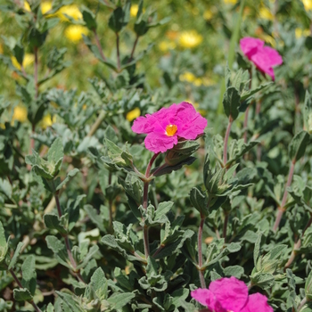 Cistus albidus '' (051156)