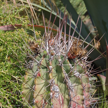 Ferocactus emoryi ssp. rectispinus '' (051161)