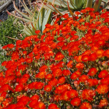 Lampranthus aurantiacus '' (051163)