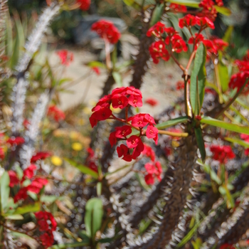 Aloe flexilifolia '' (051174)