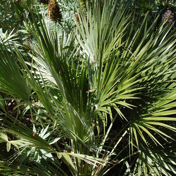 Chamaerops humilis '' (051186)