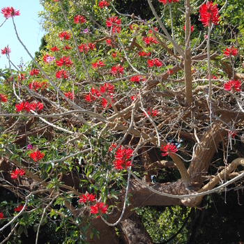 Erythrina coralloidea '' (051188)