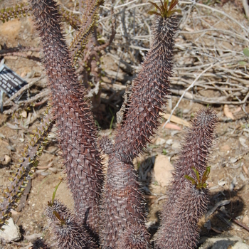 Pachypodium lamerei '' (051207)