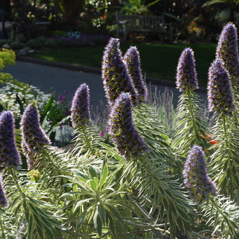 Echium candicans 'Variegata' (051220)