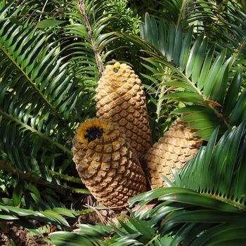 Encephalartos natalensis '' (051227)