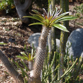 Pachypodium lamerei '' (051232)