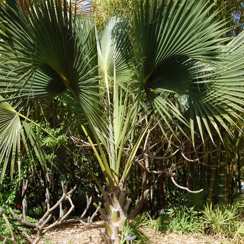 Sabal palmetto '' (051240)