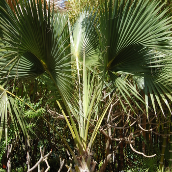 Sabal palmetto '' (051241)