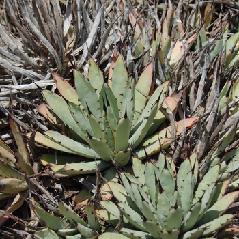 Agave macroacantha '' (051276)