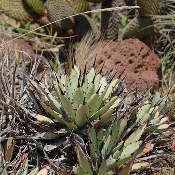 Agave macroacantha '' (051277)