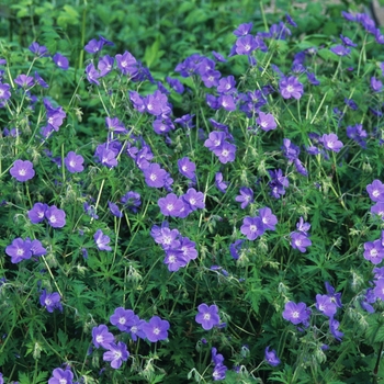 Geranium 'Brookside' (051293)