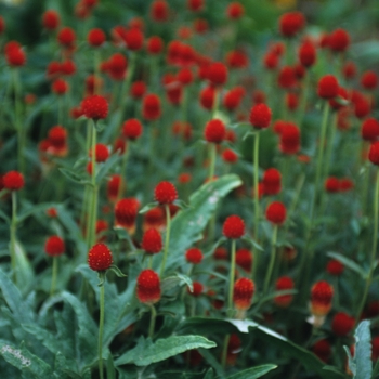 Gomphrena globosa 'Strawberry Fields' (051294)