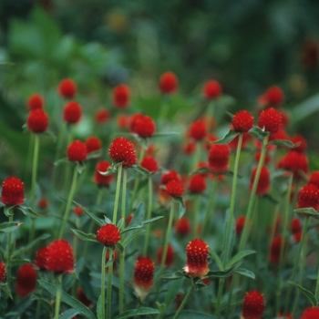 Gomphrena globosa 'Strawberry Fields' (051295)