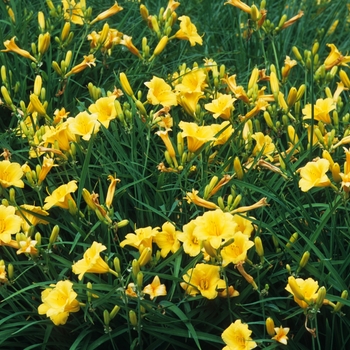 Hemerocallis 'Stella d' Oro' (051305)