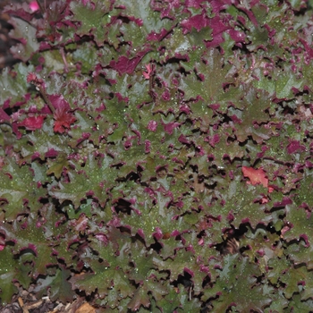 Heuchera 'Crimson Curls' (051324)