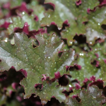 Heuchera 'Crimson Curls' (051325)