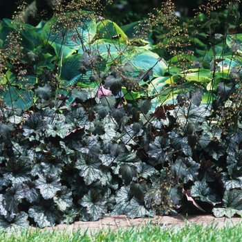 Heuchera 'Pewter Veil' (051326)