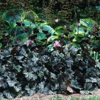 Heuchera 'Pewter Veil' (051327)