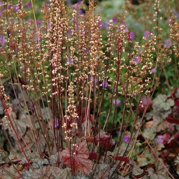 Heuchera 'Silver Scrolls' (051328)