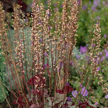 Heuchera 'Silver Scrolls' (051329)