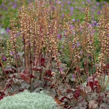 Heuchera 'Silver Scrolls' (051330)