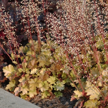 Heuchera 'Amber Waves' (051331)