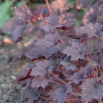 Heuchera 'Frosted Velvet' (051334)