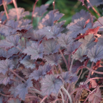 Heuchera 'Frosted Velvet' (051335)