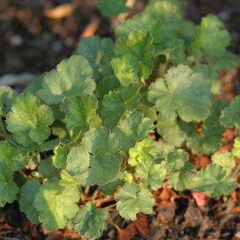 Heuchera 'Mt. St. Helens' (051338)