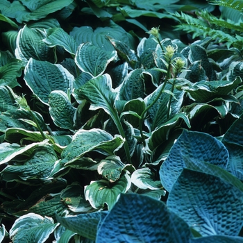 Hosta 'Crispula' (051404)