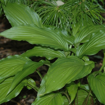 Hosta 'Spritzer' (051407)