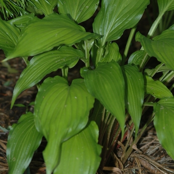 Hosta 'Spritzer' (051408)