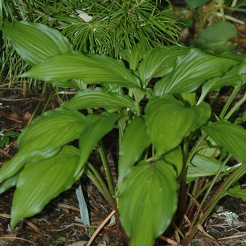 Hosta 'Spritzer' (051409)