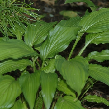 Hosta 'Spritzer' (051410)