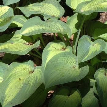 Hosta 'Paul's Glory' (051415)