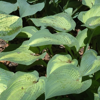 Hosta 'Paul's Glory' (051416)