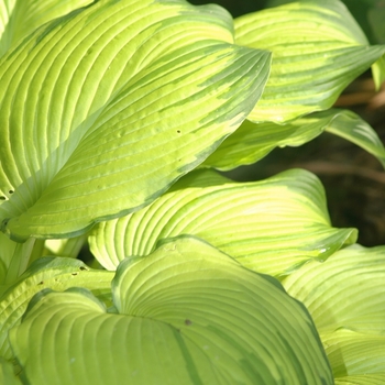 Hosta 'On Stage' (051417)