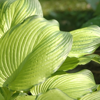 Hosta 'On Stage' (051418)