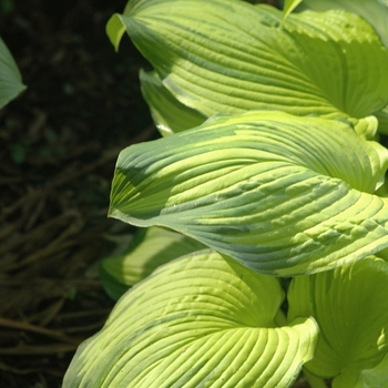 Hosta 'On Stage' (051419)