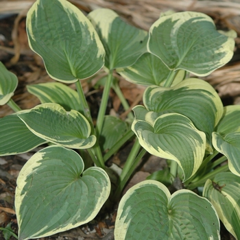 Hosta 'Mildred Seaver' (051422)