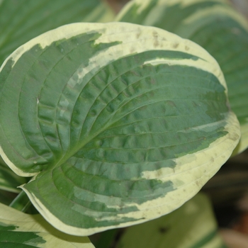 Hosta 'Mildred Seaver' (051423)