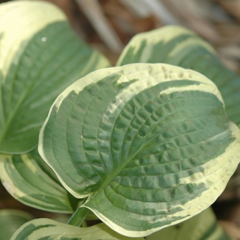 Hosta 'Mildred Seaver' (051424)