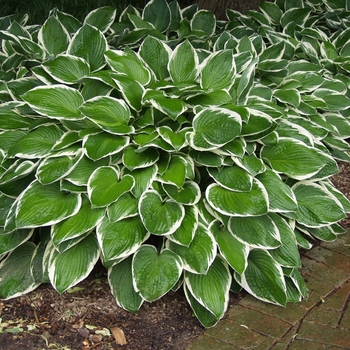 Hosta 'Francee' (051437)