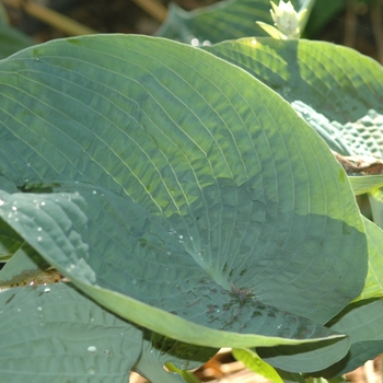 Hosta 'Abiqua Drinking Gourd' (051442)