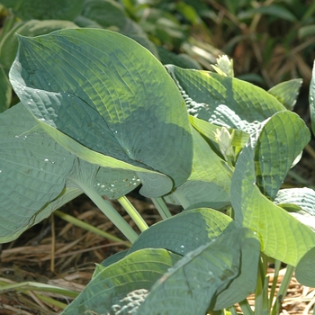 Hosta 'Abiqua Drinking Gourd' (051443)