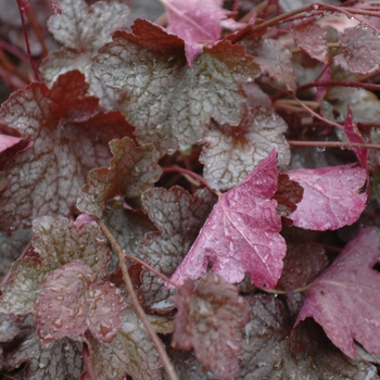 Heuchera 'Velvet Night' (051459)