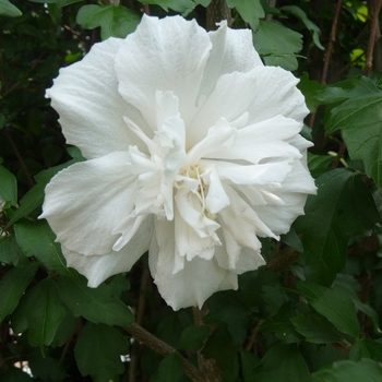 Hibiscus syriacus 'Jeanne de Arc' (051463)