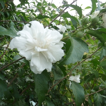 Hibiscus syriacus 'Jeanne de Arc' (051464)