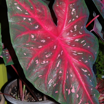 Caladium x hortulanum 'Red Flash' (051480)