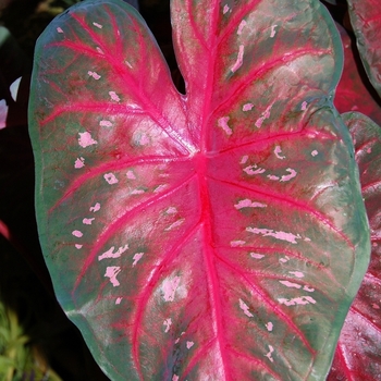 Caladium x hortulanum 'Red Flash' (051481)